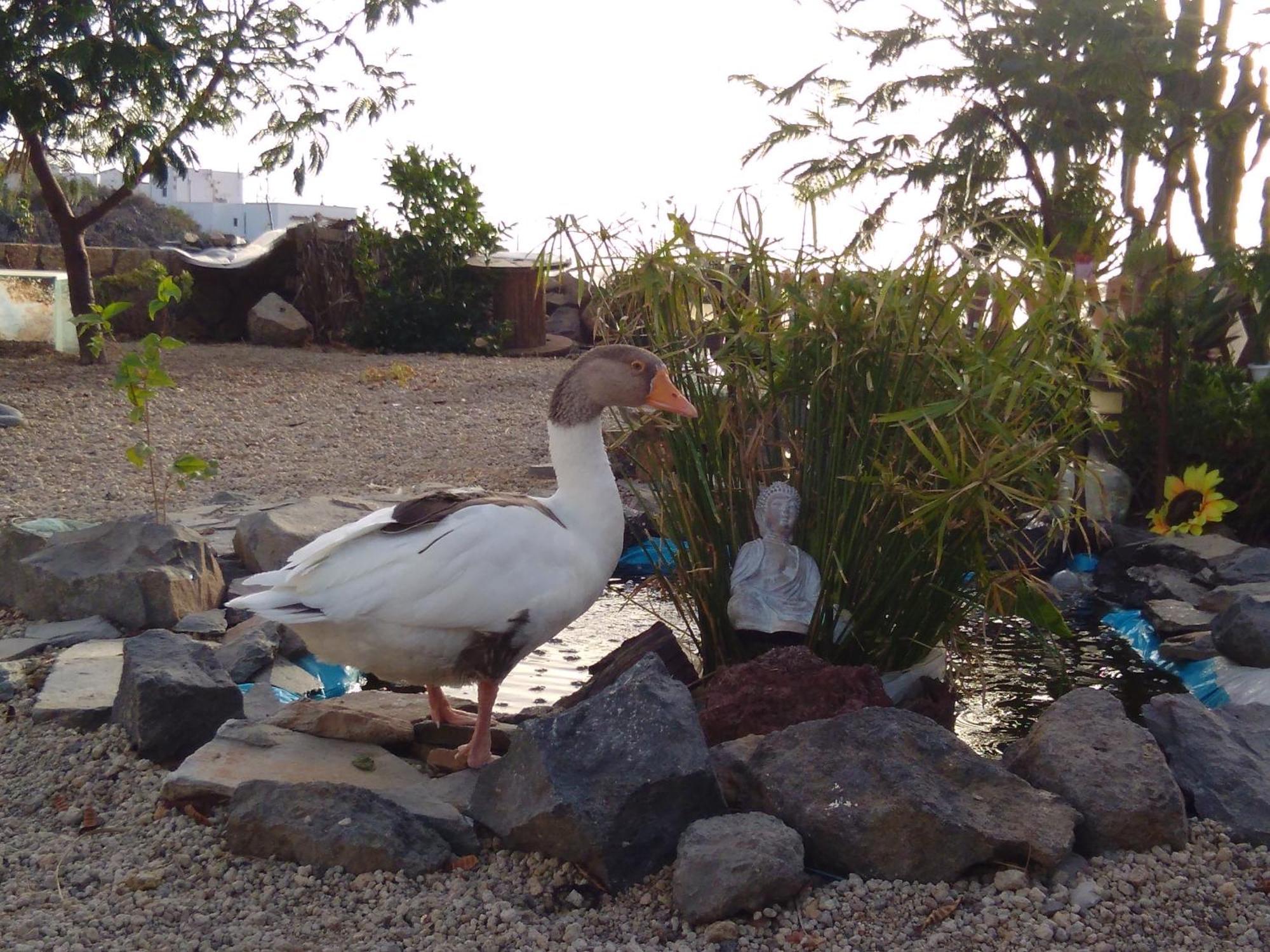 Fasnia A Peaceful Country House In Tenerife מראה חיצוני תמונה